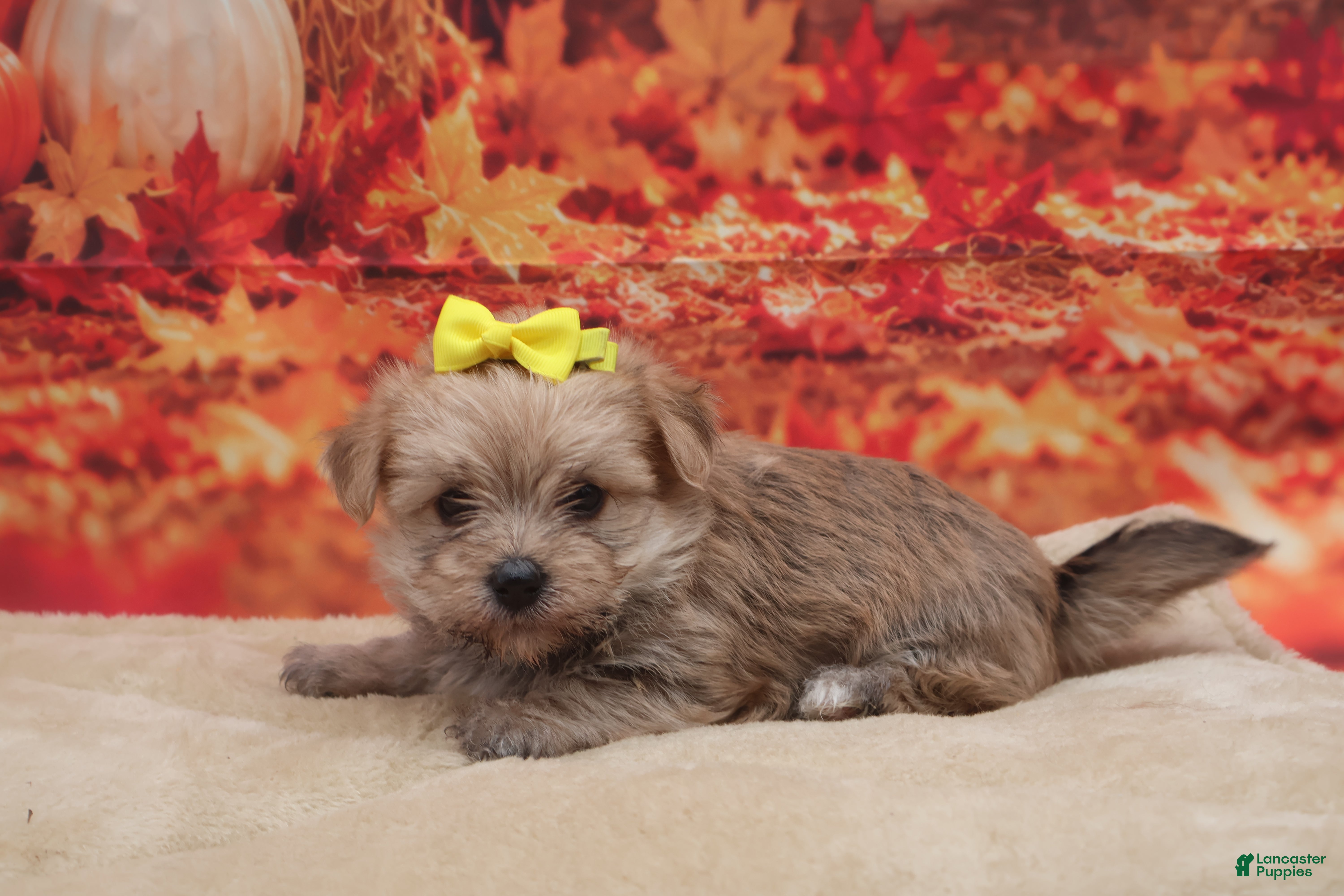 Morkie dogs Teddy - Ad 9