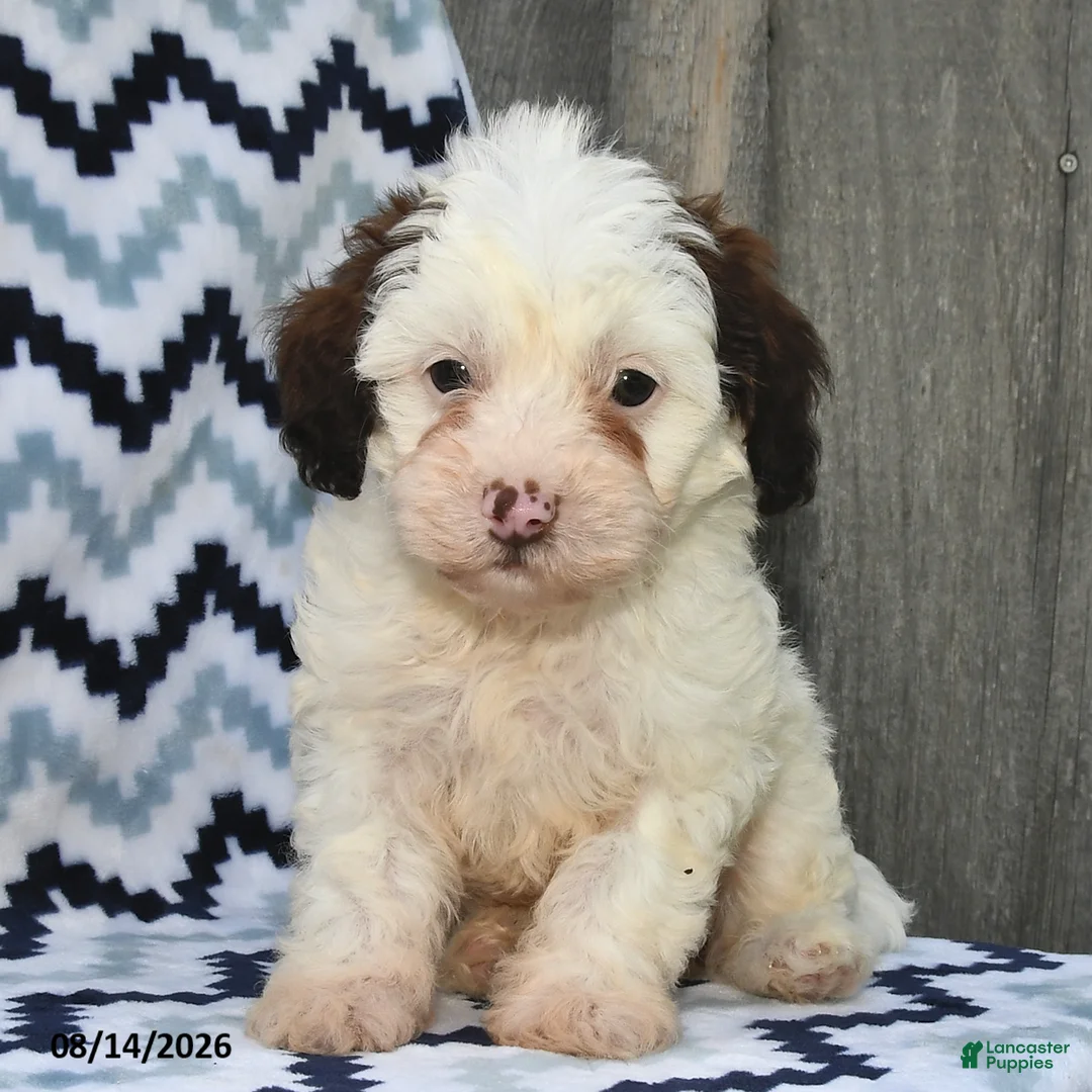 Shihpoo dogs for sale: Benton - Ad 2