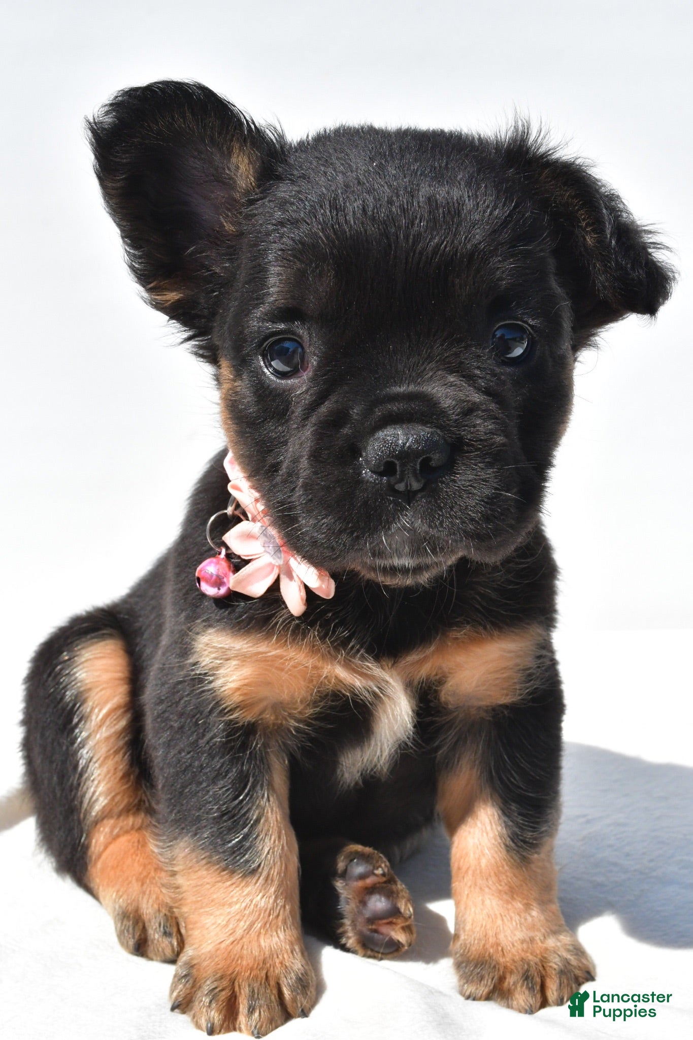 French Bulldog dogs Petunia  - Ad 2