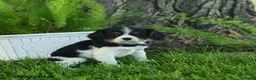 Cavalier King Charles Spaniel dogs for sale: Dolly - Ad 2