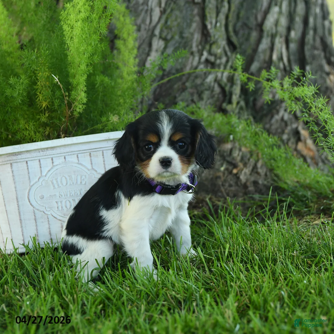 Cavalier King Charles Spaniel dogs for sale: Dolly - Ad 2
