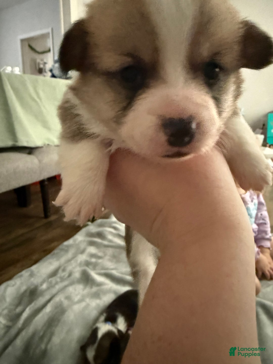 Welsh Corgi Pembroke dogs for sale: Welsh Corgi Pembroke Puppy 1 - Ad 2