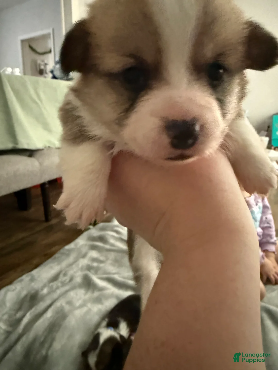 Welsh Corgi Pembroke dogs for sale: Welsh Corgi Pembroke Puppy 1 - Ad 2