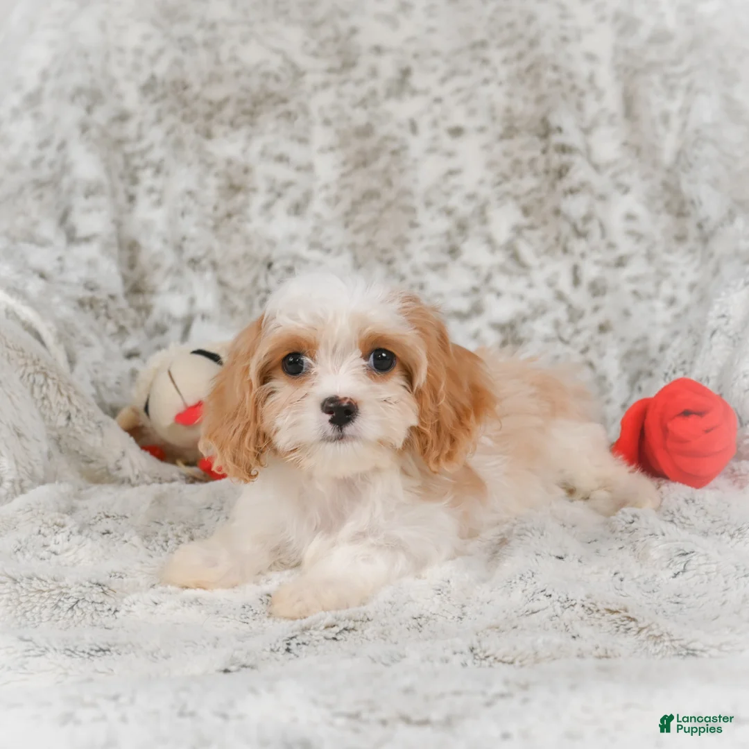 Havanese dogs for sale: Hazel - Ad 5