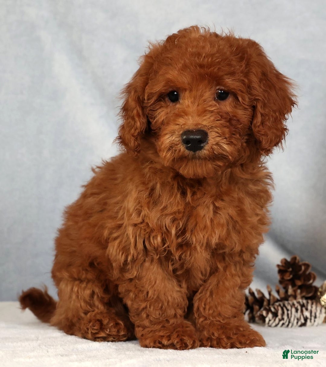 Bichpoo dogs for sale: Ender - Ad 2