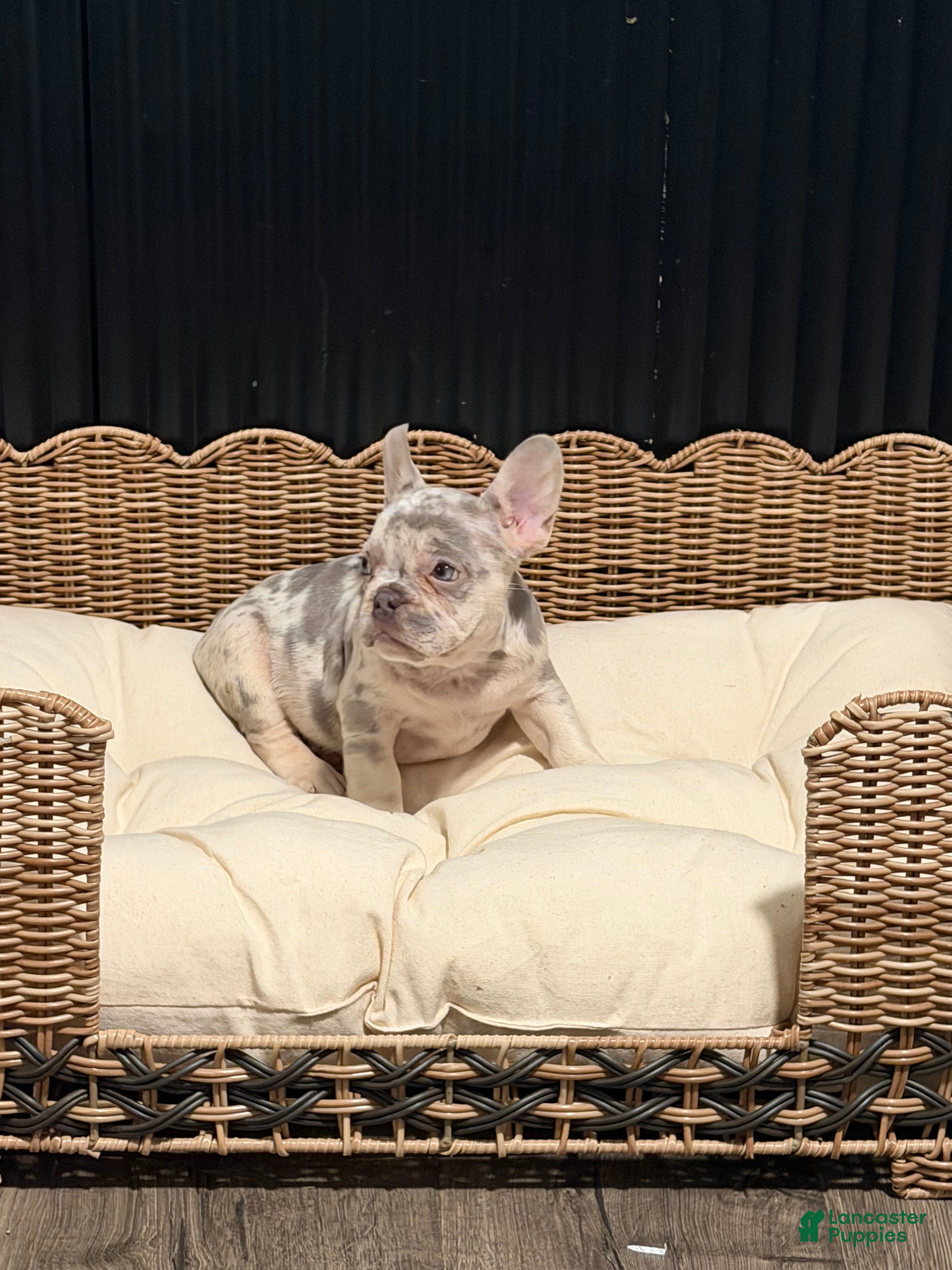 French Bulldog dogs French Bulldog 3 - Ad 2