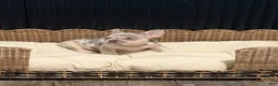 French Bulldog dogs for sale: French Bulldog 3 - Ad 2