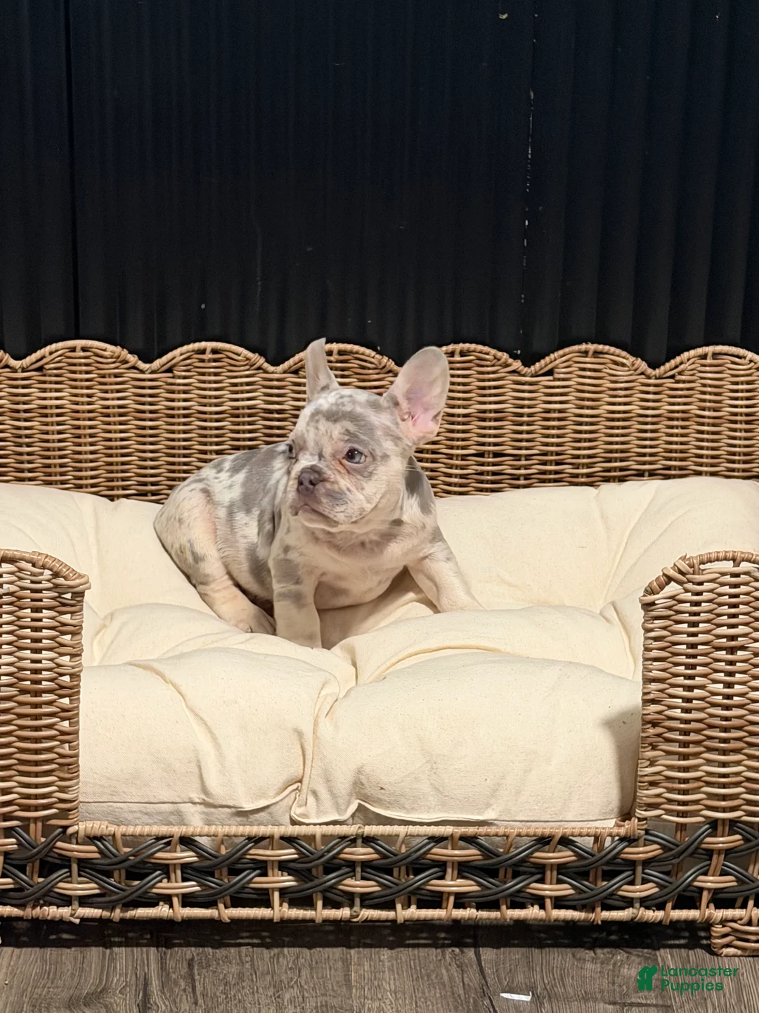 French Bulldog dogs for sale: French Bulldog 3 - Ad 2