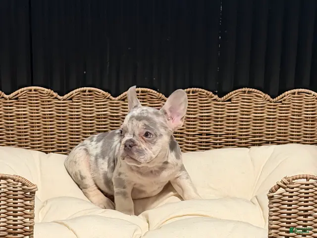 French Bulldog dogs for sale: French Bulldog 3 - Ad 2