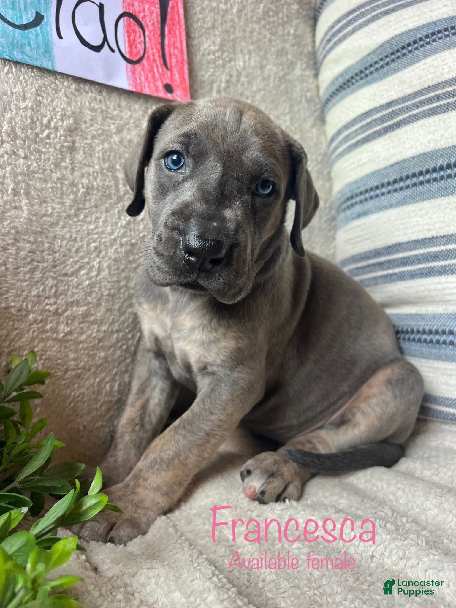 Great Dane dogs Francesca  - Ad 39