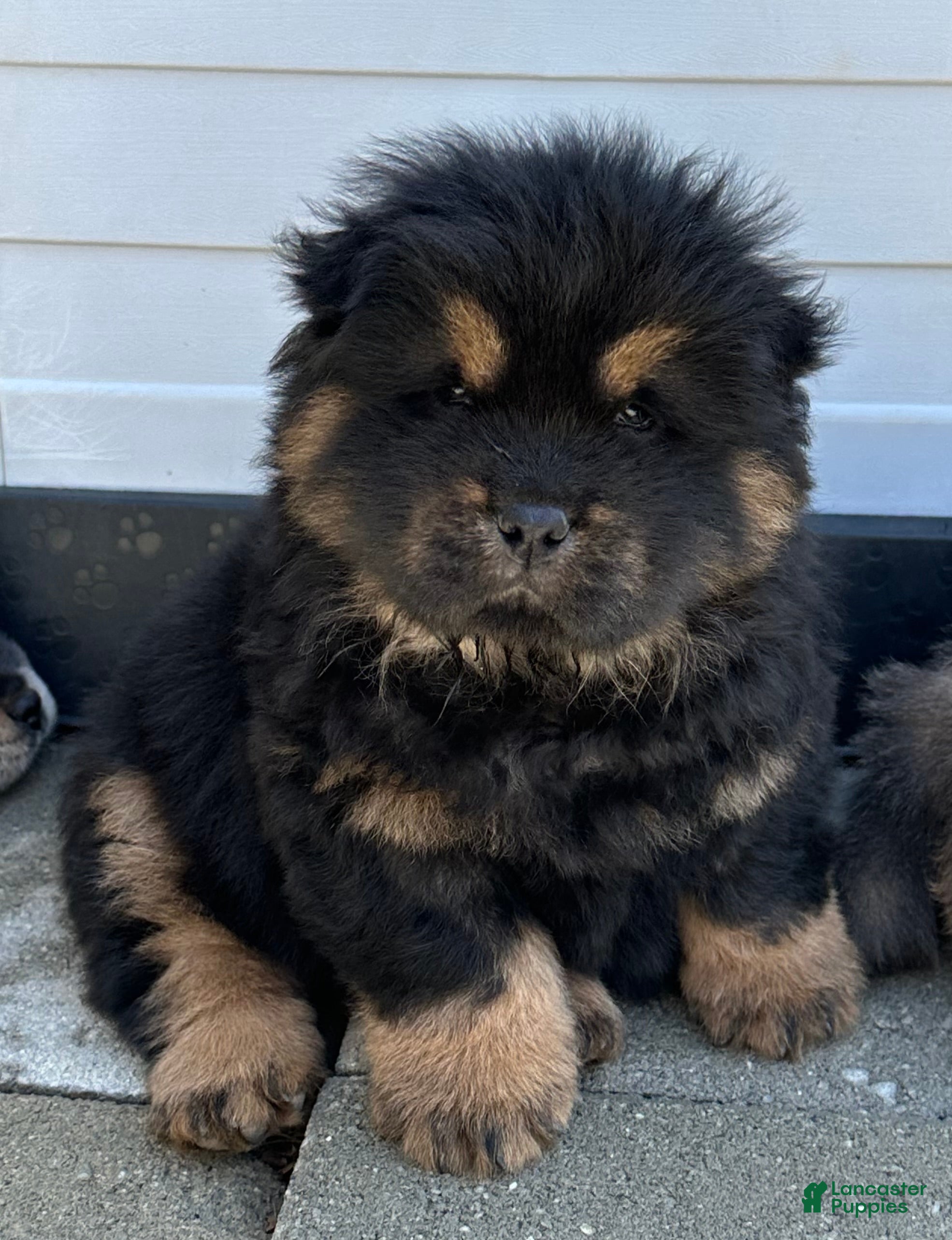 Chow Chow dogs Dozer - Ad 9