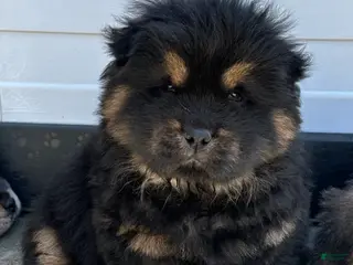Chow Chow dogs Dozer - Ad 9