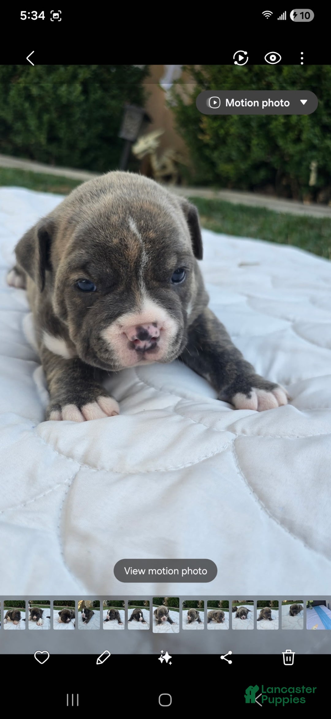 American Bully dogs for sale: Lala - Ad 1