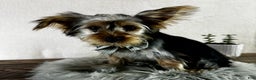 Yorkshire Terrier dogs for sale: Koby - Ad 11