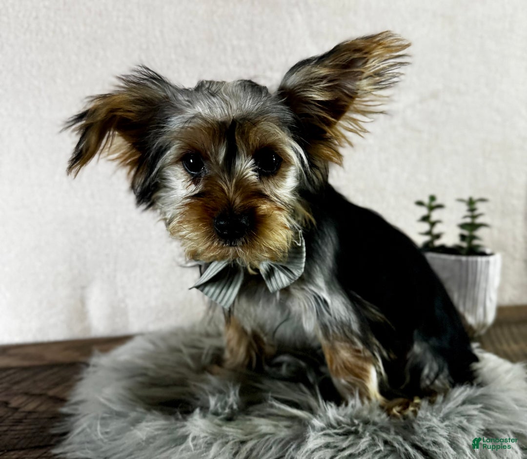 Yorkshire Terrier dogs for sale: Koby - Ad 11
