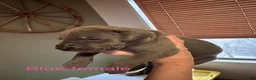 Great Dane dogs for sale: Great Dane 7 - Ad 2