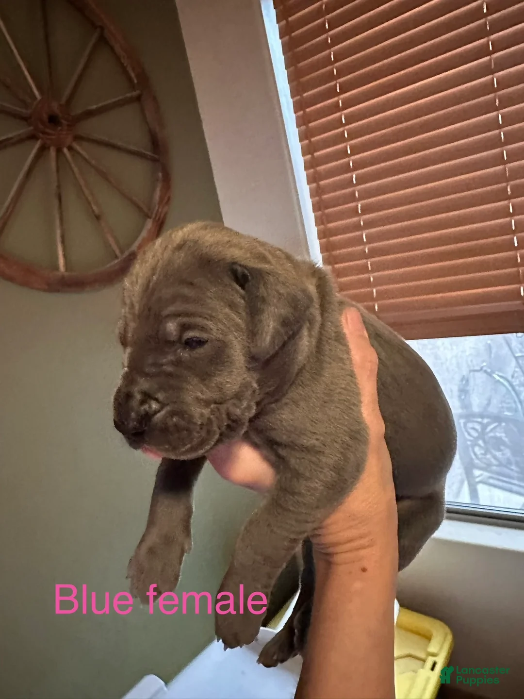 Great Dane dogs for sale: Great Dane 7 - Ad 2