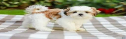 Shih Tzu dogs for sale: Anthony (Puppy Raised in Our Home and Working on Potty Training!) - Ad 8