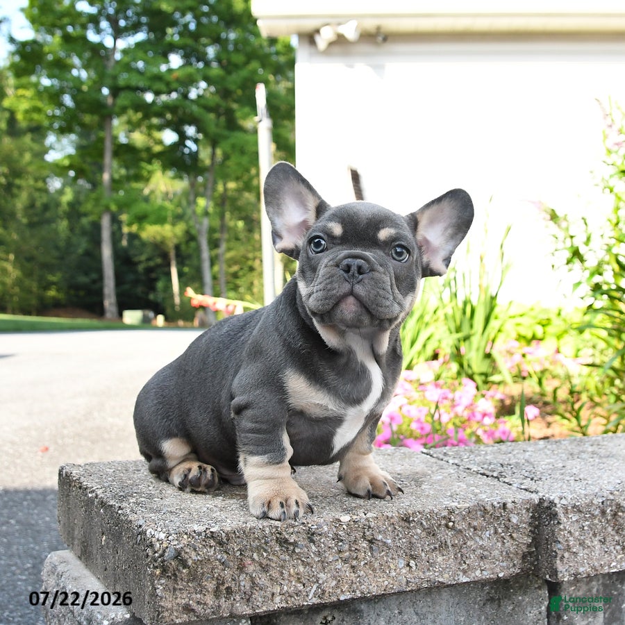 Mixed Breed dogs Charcoal - Ad 1