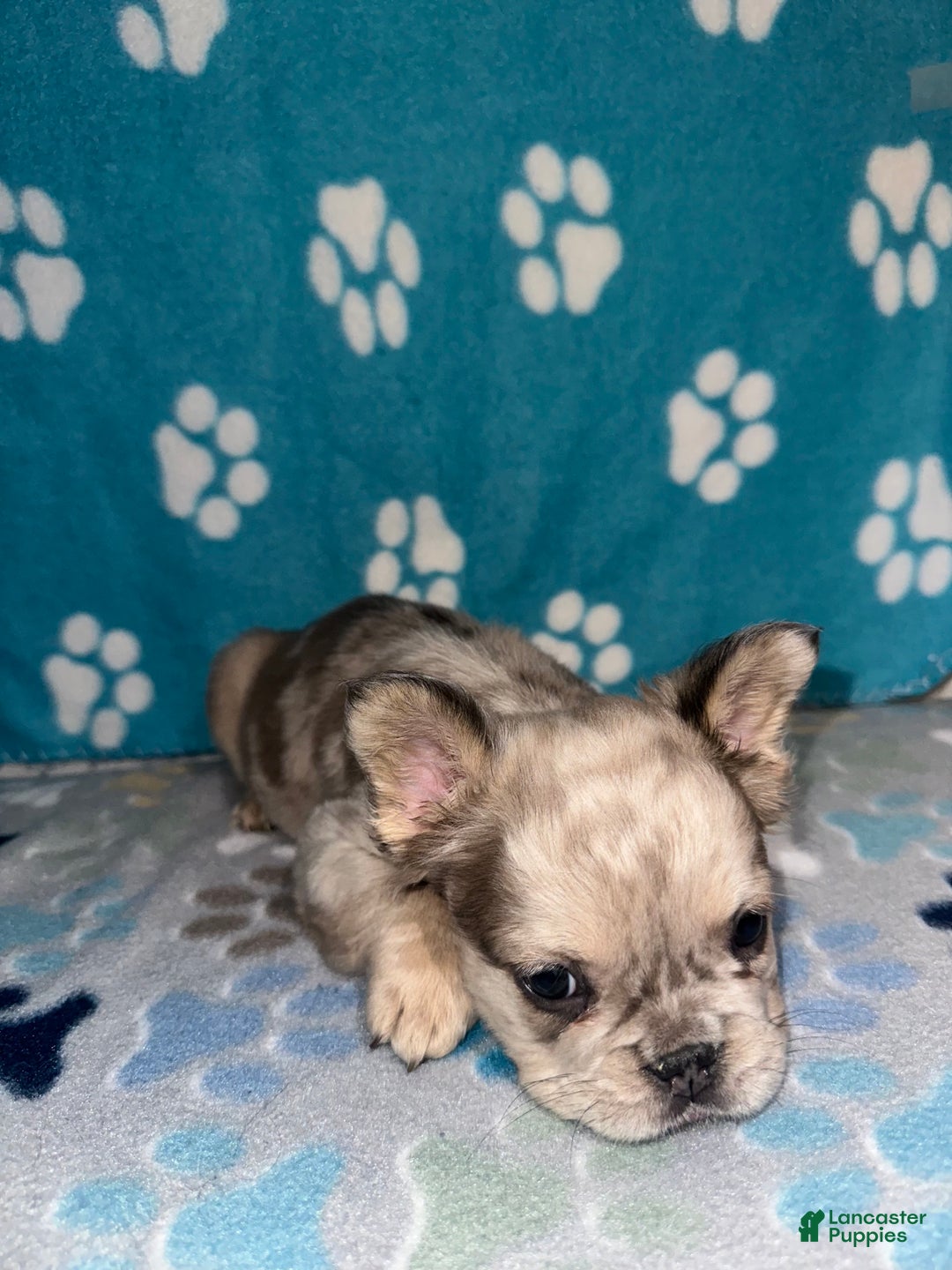 French Bulldog dogs for sale: Enzo - Ad 2