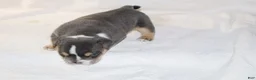 English Bulldog dogs for sale: Dominik - Ad 5