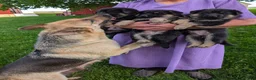 German Shepherd dogs for sale: Mason  - Ad 13