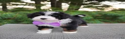Bernedoodle dogs for sale: Bonbon - Ad 6