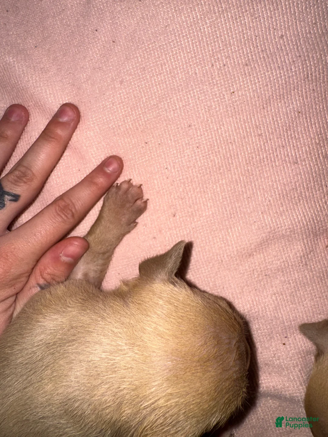 American Pit Bull Terrier dogs for sale: American Pit Bull Terrier Puppy 7 - Ad 2