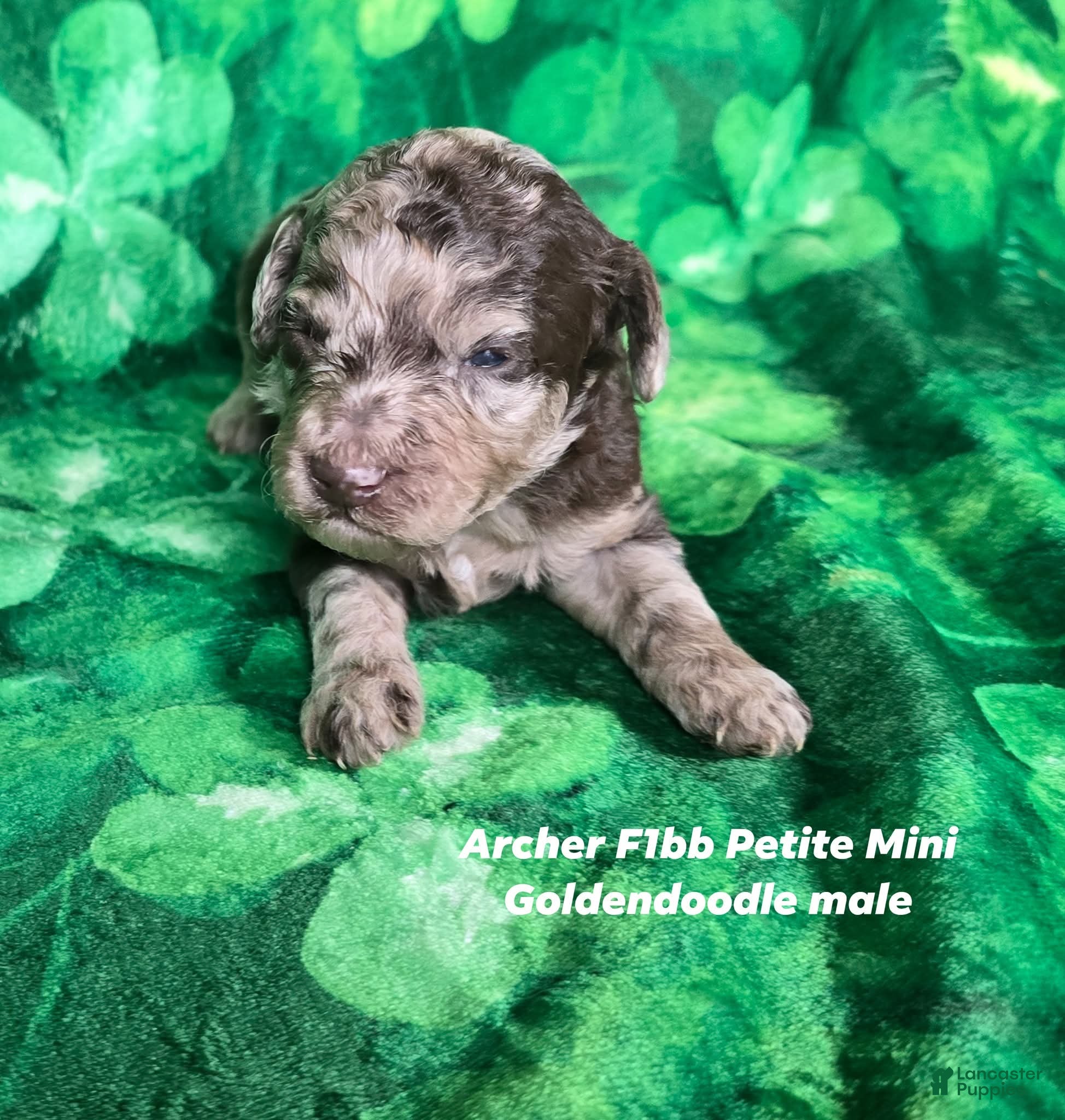 Mini Goldendoodle dogs Archer - Ad 36