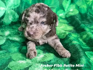 Mini Goldendoodle dogs Archer - Ad 36