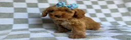 Cockapoo dogs for sale: Fancy - Ad 6