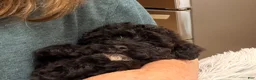 Miniature Poodle dogs for sale: Miniature Poodle 4 - Ad 3