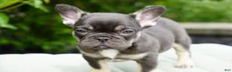 French Bulldog dogs for sale: Mochi - Ad 6