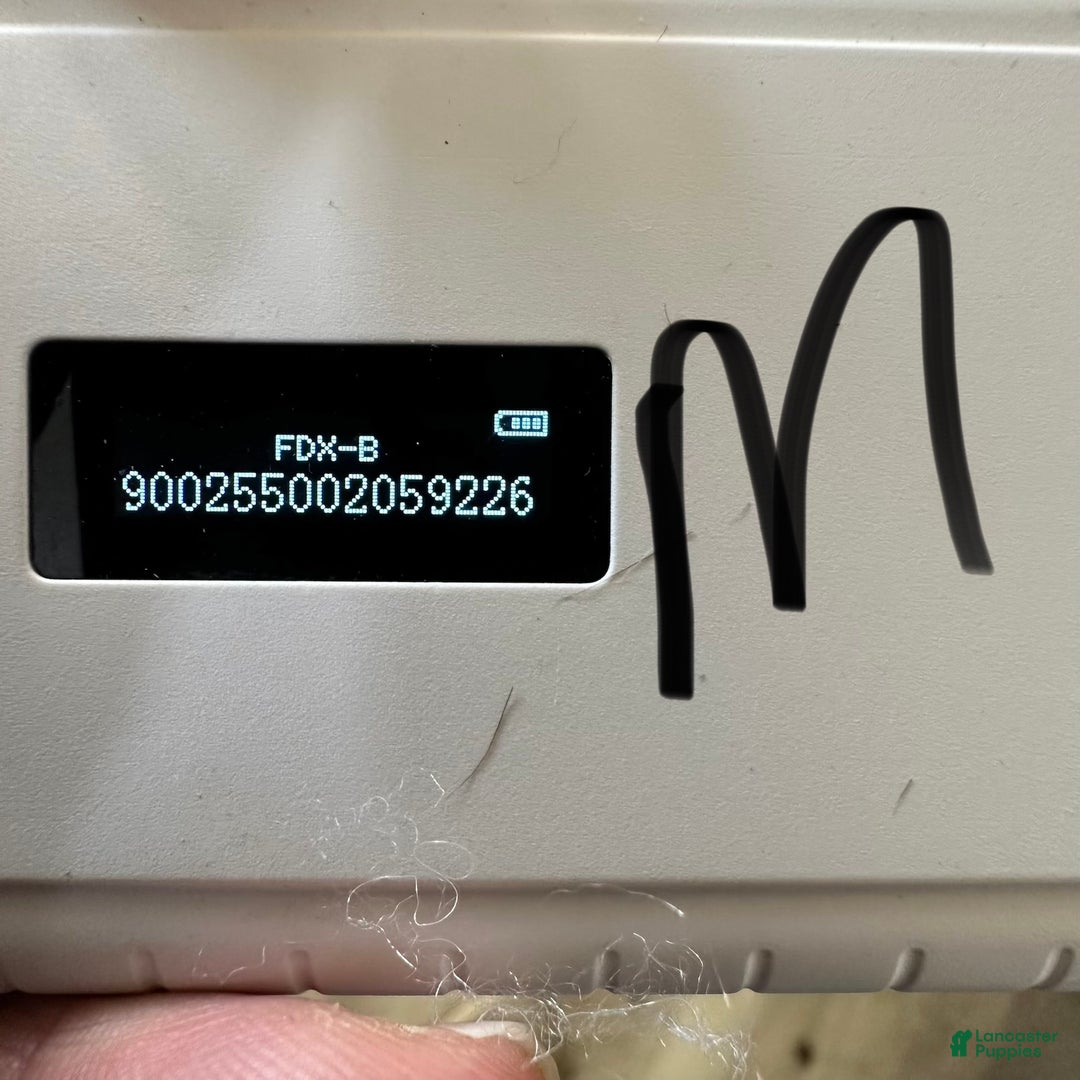 Shih Tzu dogs for sale: Hudson - Ad 9