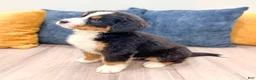 Bernese Mountain Dog dogs for sale: Skyler - Ad 4