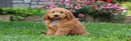 Goldendoodle dogs for sale: Theo - Ad 4