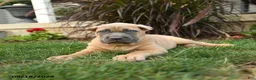 Cane Corso dogs for sale: Quest - Ad 4