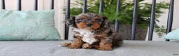 Cavapoo dogs for sale: Teddy - Ad 4