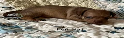 Chiweenie dogs for sale: Chiweenie 5 - Ad 14