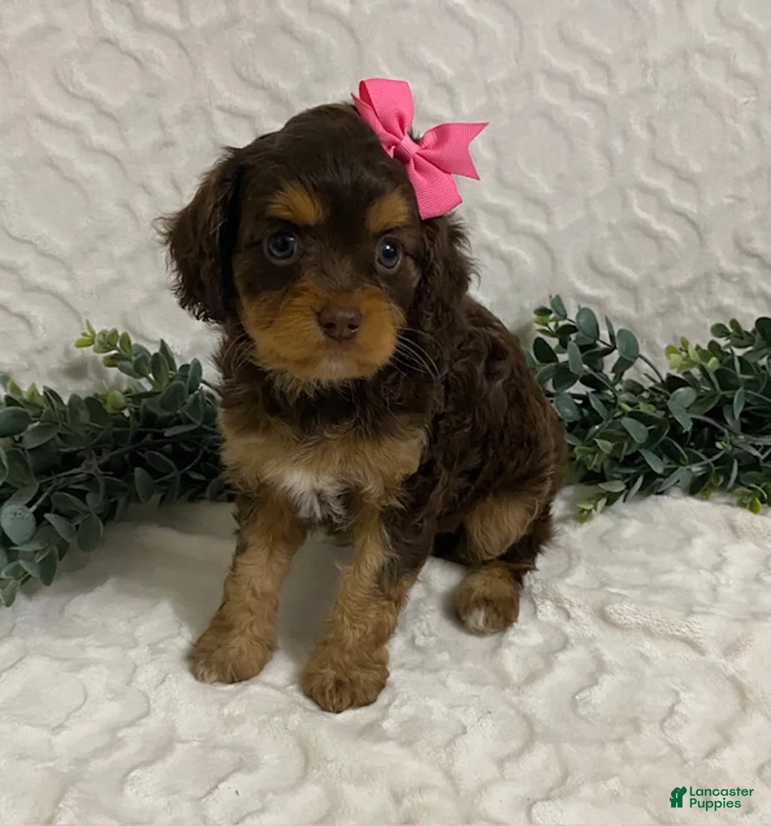 Cavapoo dogs for sale: Lottie - Ad 1