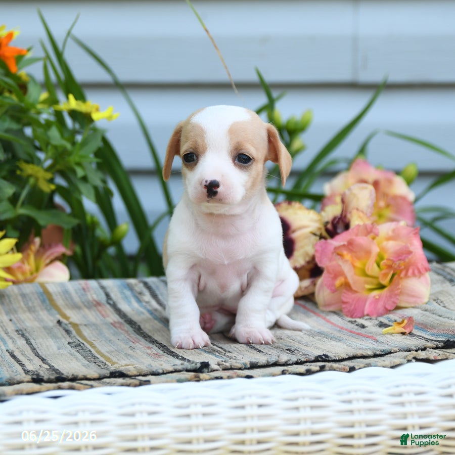 Chiweenie dogs Blessing - Ad 1