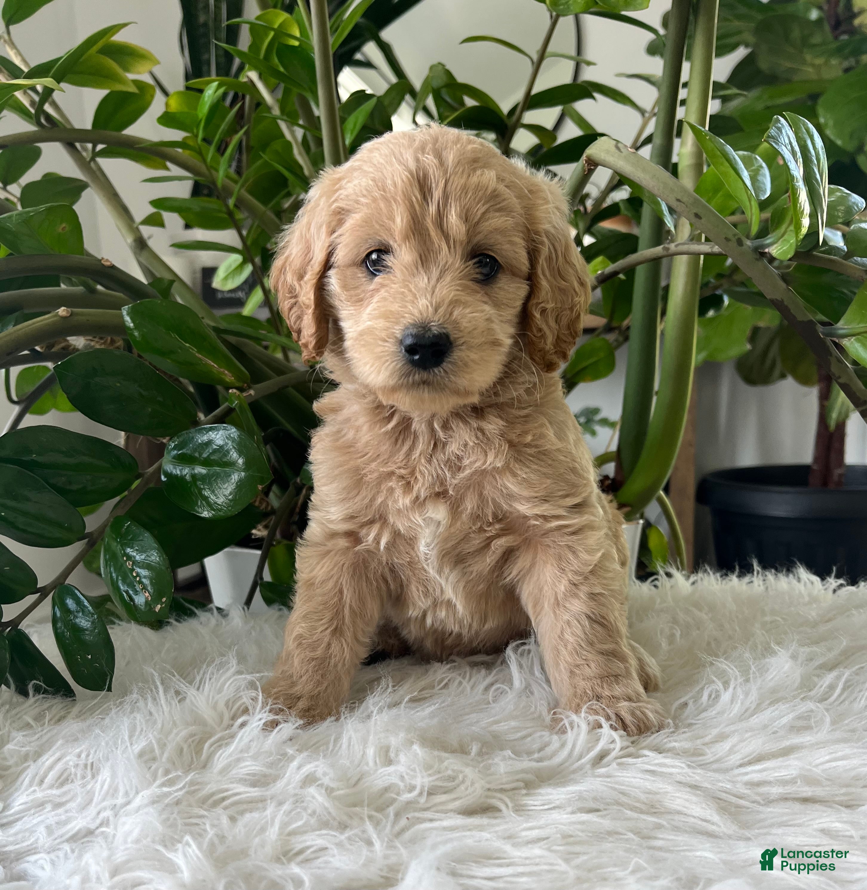 Mini Goldendoodle dogs Anita  - Ad 1