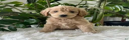 Mini Goldendoodle dogs for sale: Anita  - Ad 1