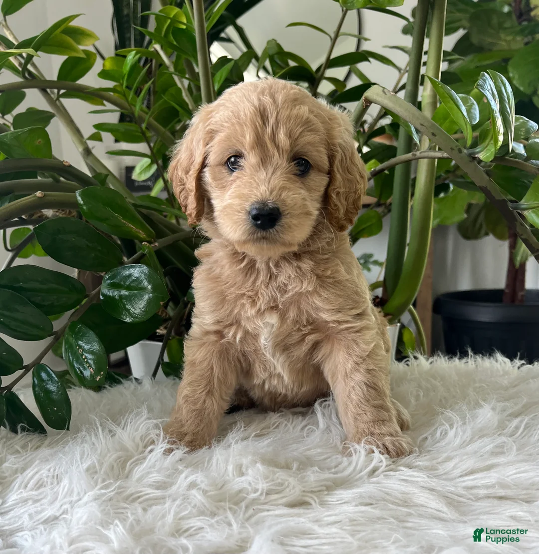 Mini Goldendoodle dogs for sale: Anita  - Ad 1
