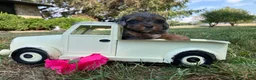 Shihpoo dogs for sale: McKenzie  - Ad 7