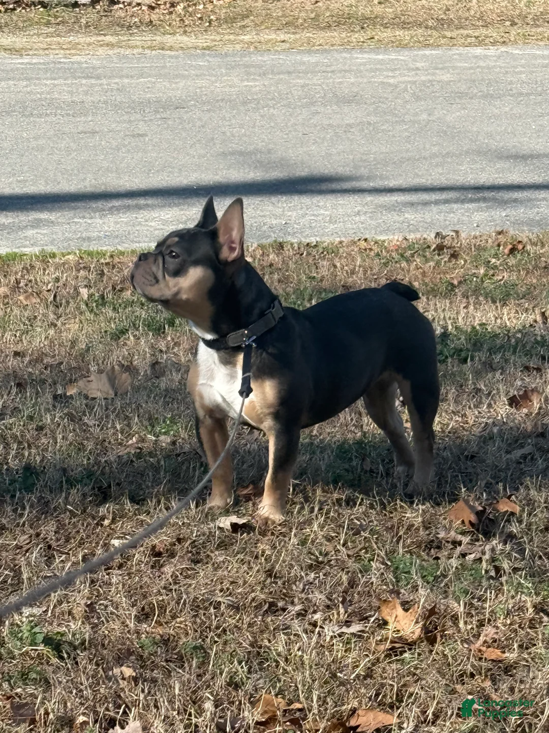 French Bulldog dogs for sale: Tejo - Ad 2