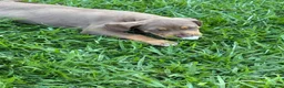 Catahoula Leopard Dog dogs for sale: Red Girl - Ad 4