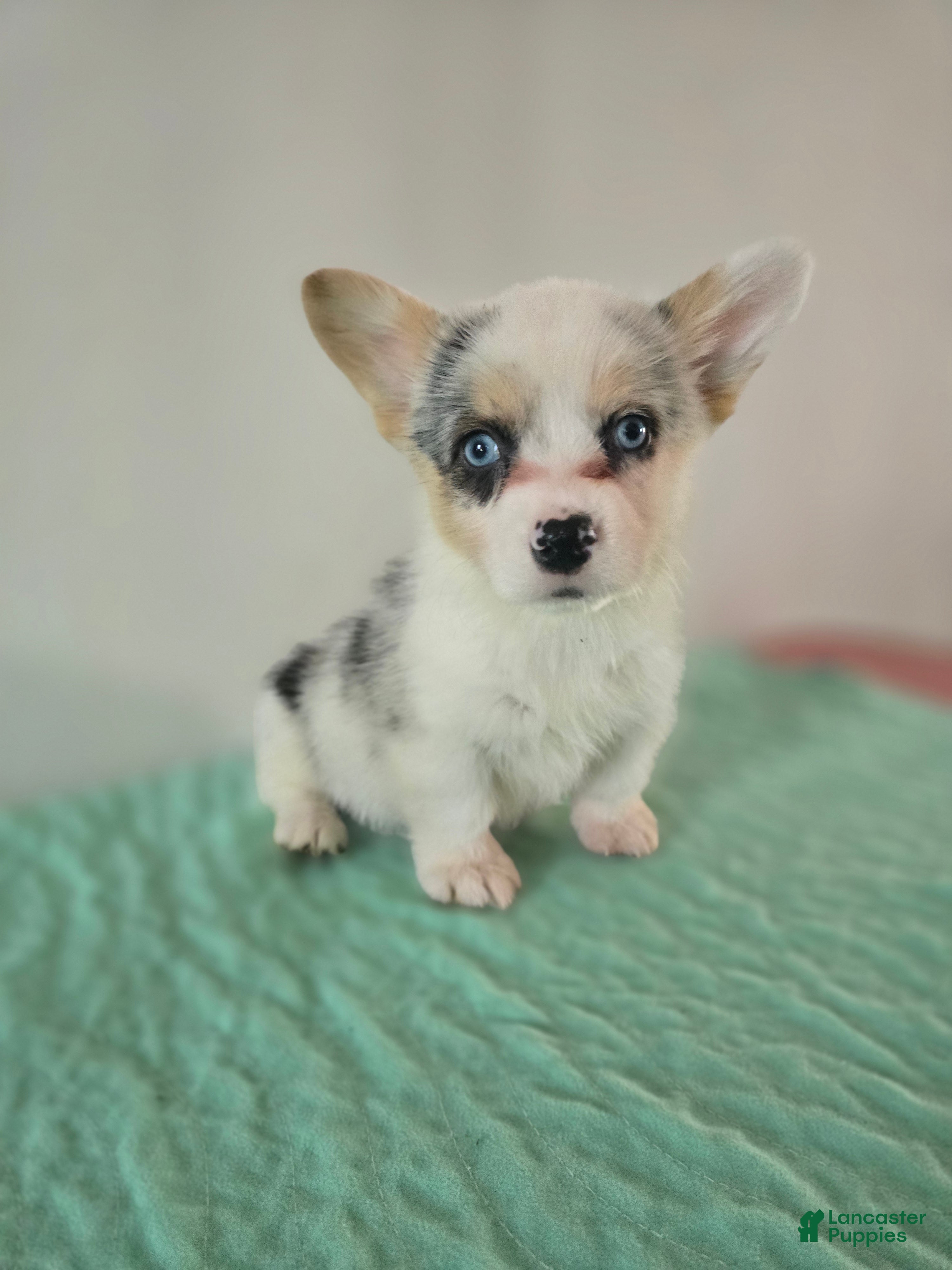Mixed Breed dogs Female 2 - Ad 1