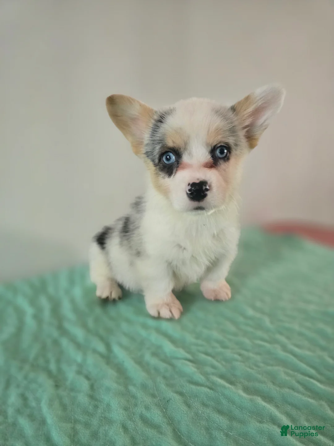 Mixed Breed dogs for sale: Female 2 - Ad 1