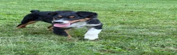 Miniature Australian Shepherd dogs for sale: Marshal  - Ad 1